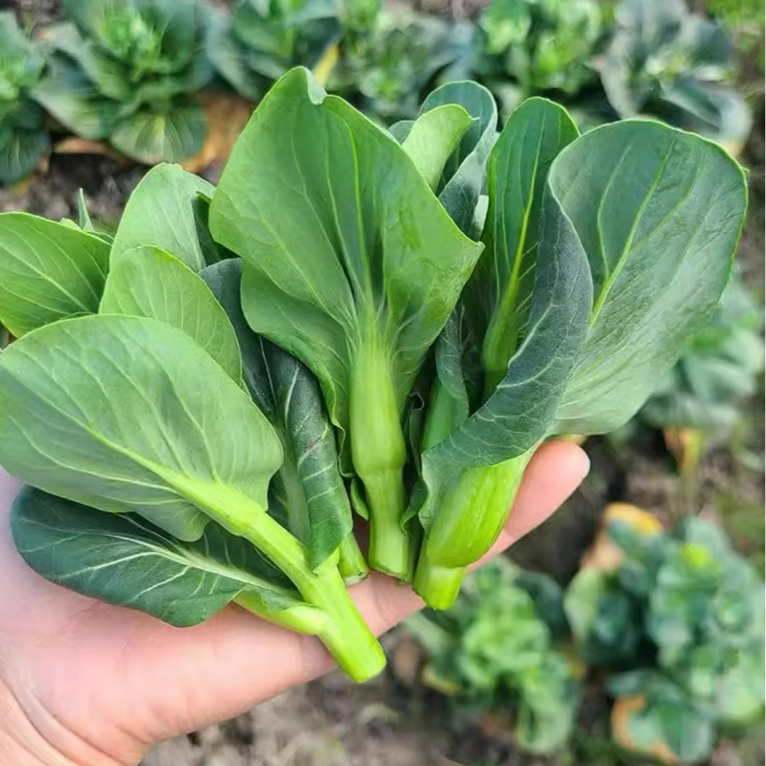 【精挑蔬菜】菜苔菜心苏北农家自种现摘现发顺丰包邮头茬火锅食材