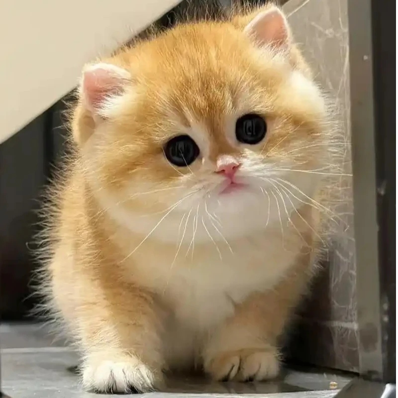 【鹏诚家的渐层猫】活体宠物链接