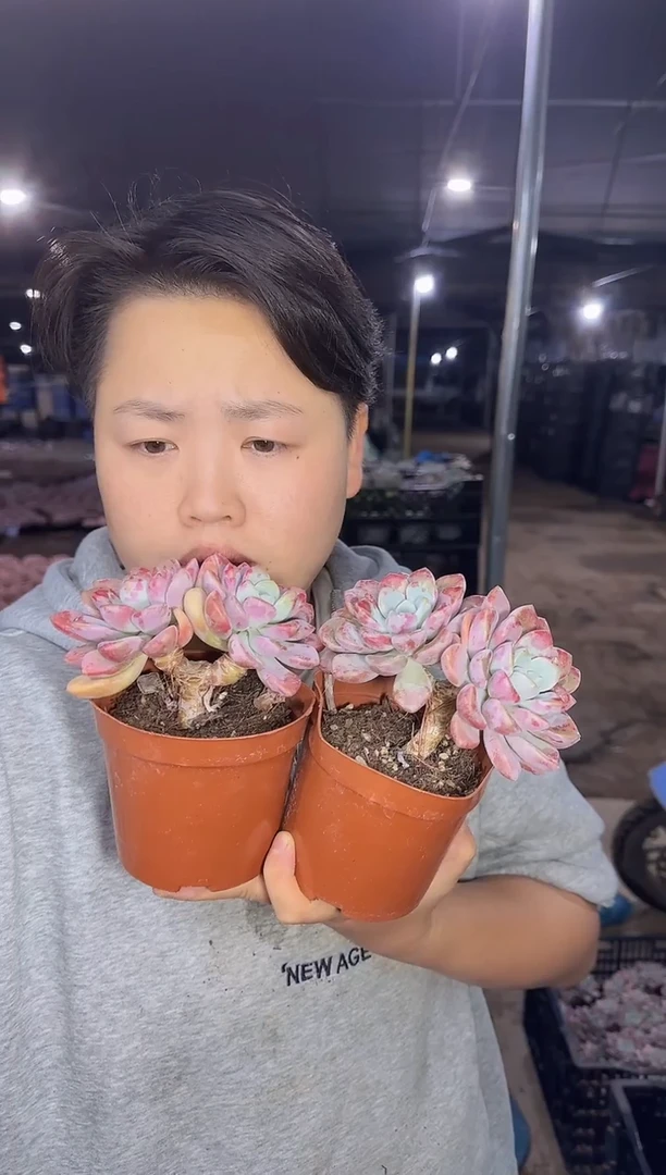 双头起花斑露2颗 5