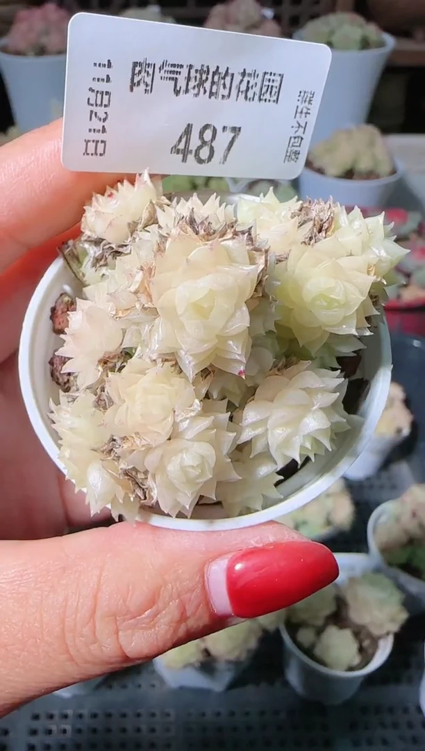 1121-487群生不包整