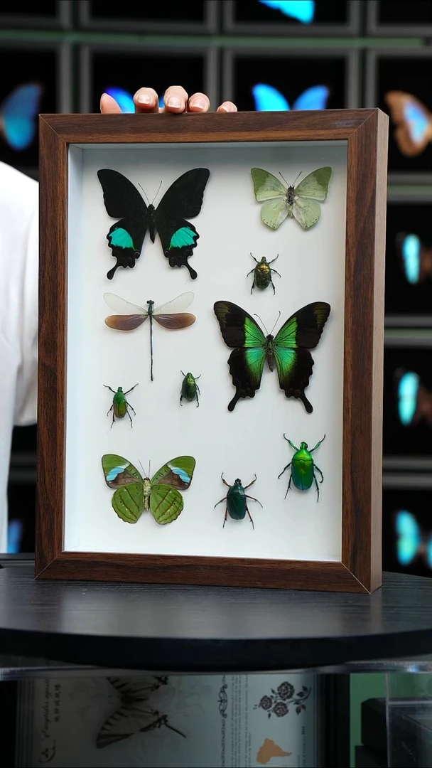 蝴蝶标本摆件竞拍H704