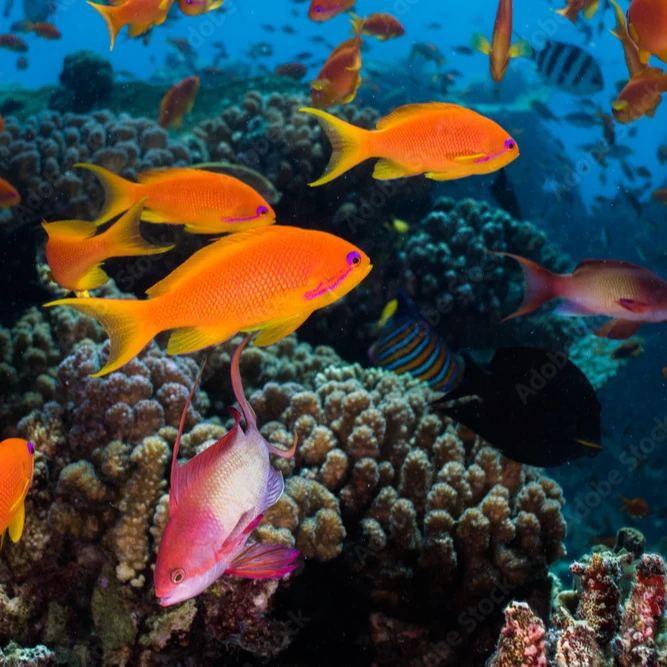 爱自然水族海水观赏鱼海金鱼马尔代夫蓝眼海金鱼马代蓝眼海金鱼