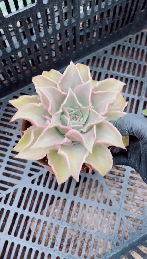 可**贝01085多肉植物一物一拍