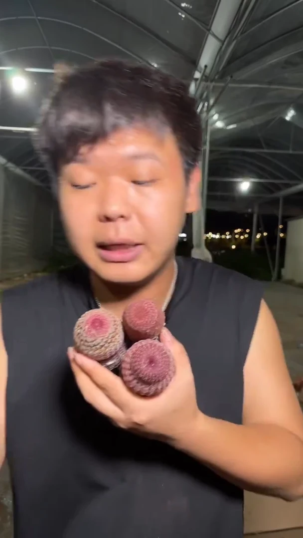 3颗 红太阳 实生根