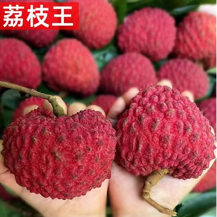 【空运发货】海南火山口荔枝王3斤新鲜荔枝当季永兴荔枝现摘现发3斤