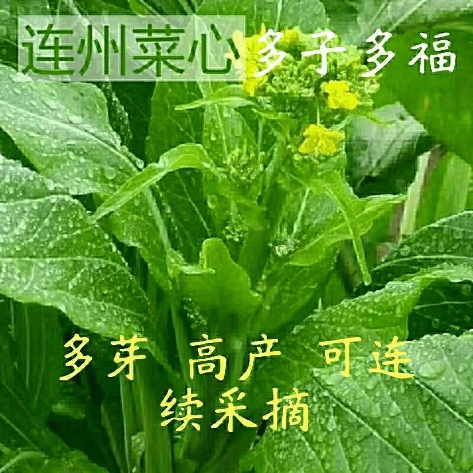 【全店满5包】连州菜心种籽广东多芽甜菜心种阳台种农家蔬菜