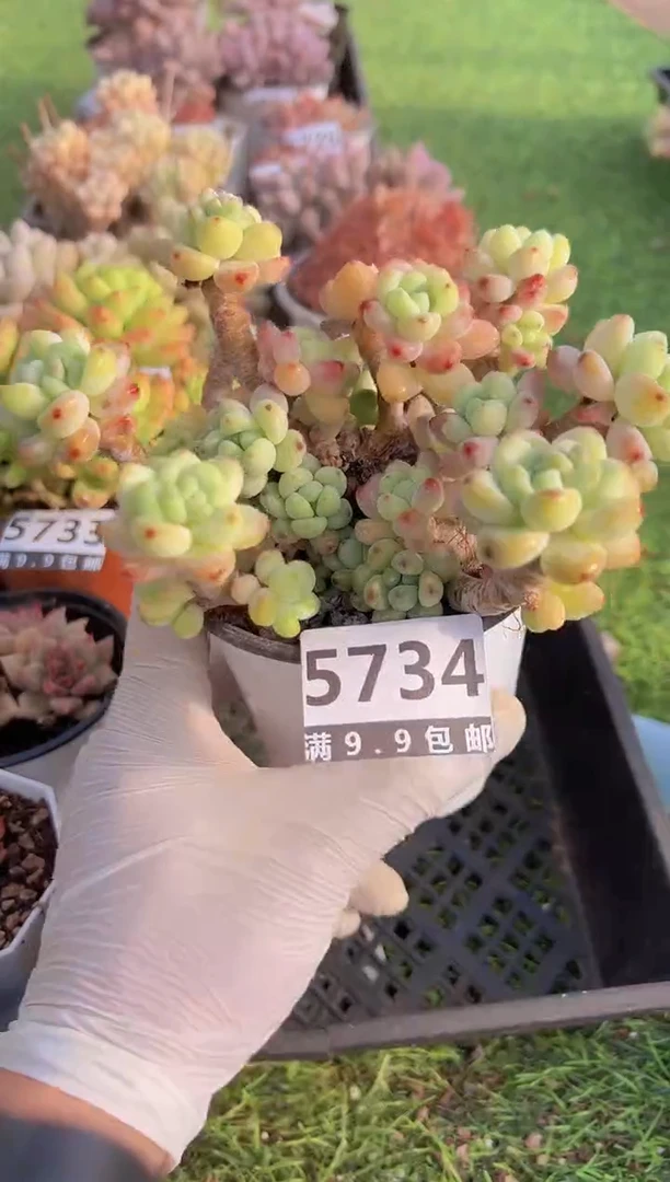 【闪购商品】信福多肉一物一拍