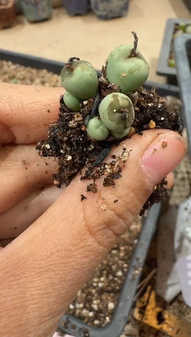 多肉植物肉锥3-178