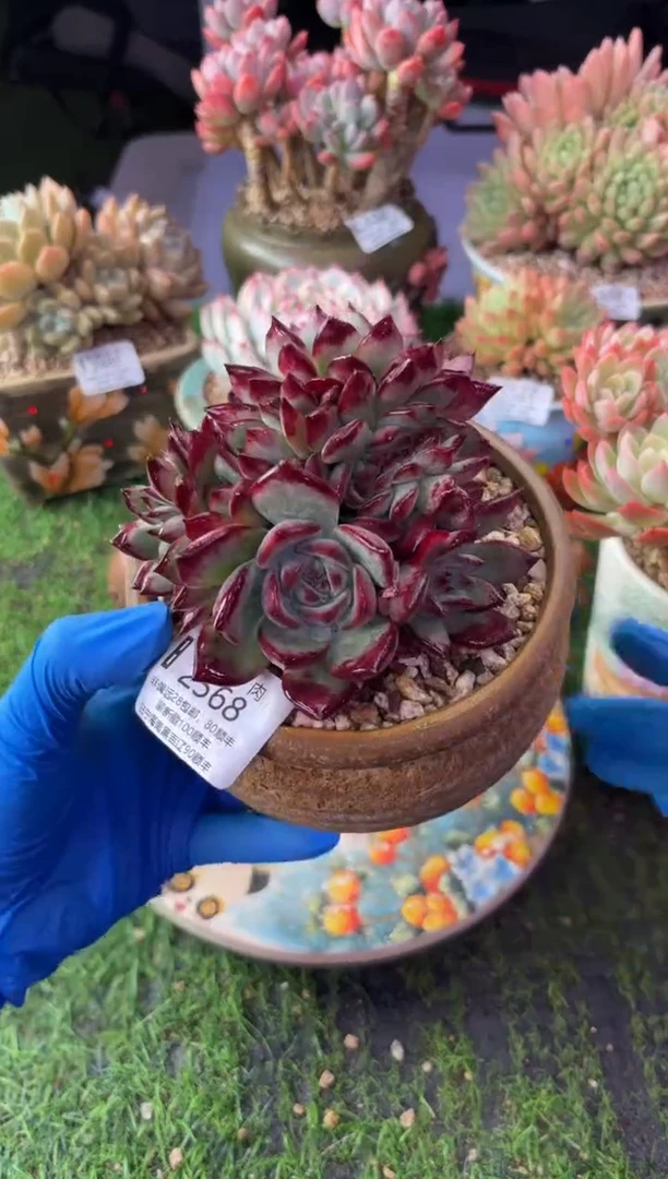 昆明印象多肉2568