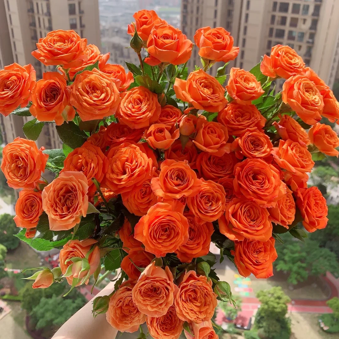 【爆款】【橙色芭比泡泡10支】云南鲜花 全店任意两件包邮送货上门