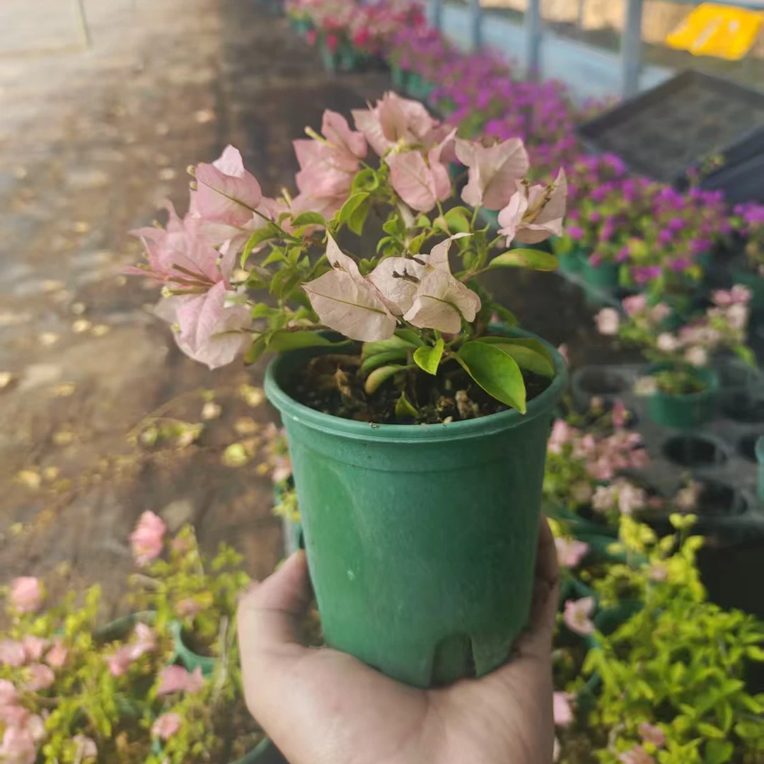 【魔法樱花】三角梅牙签苗盆栽花卉 无售后客服不在线介意勿