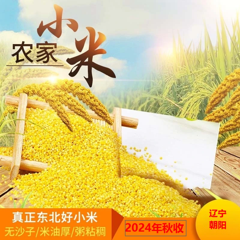 【宝嫂专属】占泉2024年秋收黄金苗K1小米辽宁朝阳建平直发