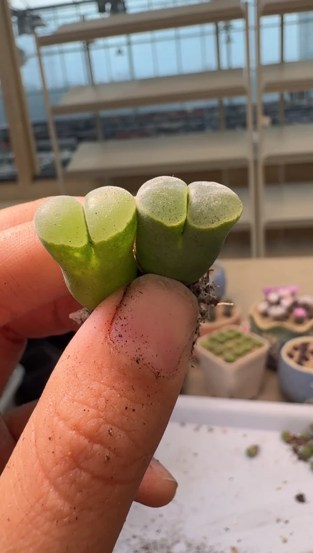 28-286多肉植物肉锥
