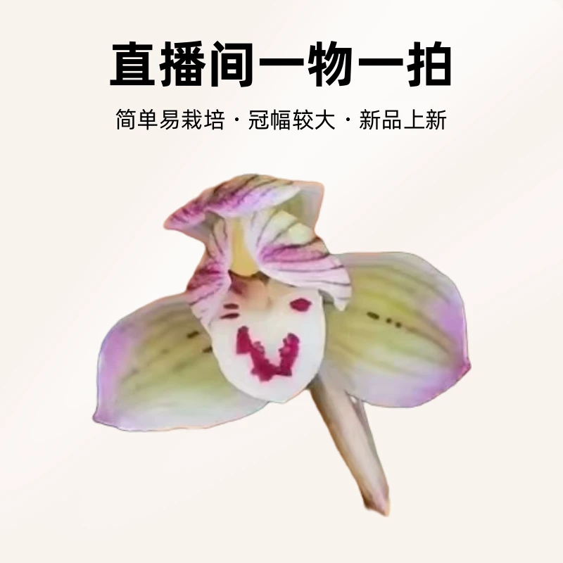 兰花素材（直播间一物一拍）