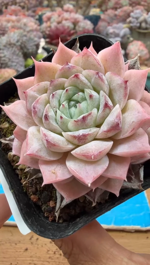 东云多肉园二店-205