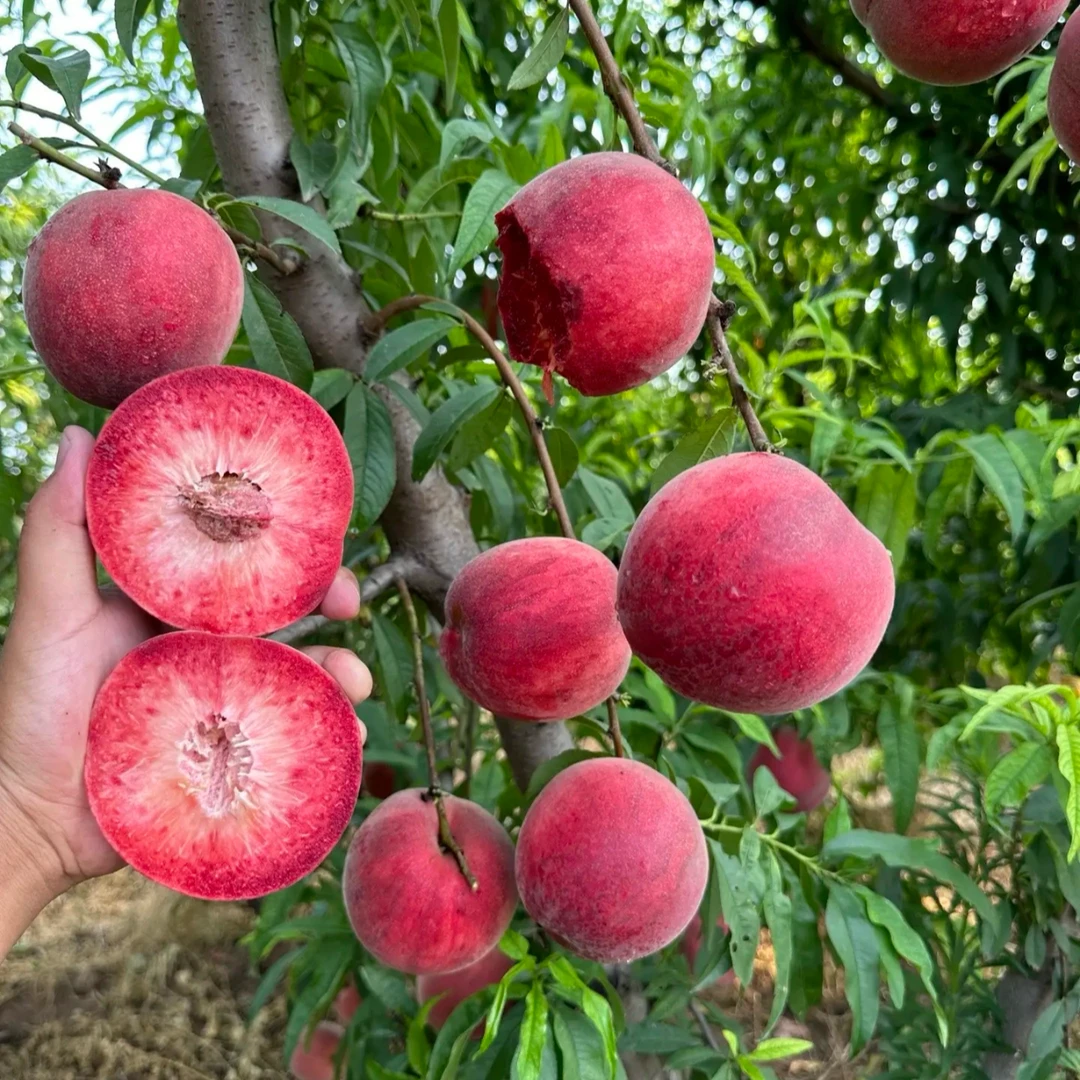 11月份发货 7月上旬血桃桃树苗嫁接苗适合盆栽地栽