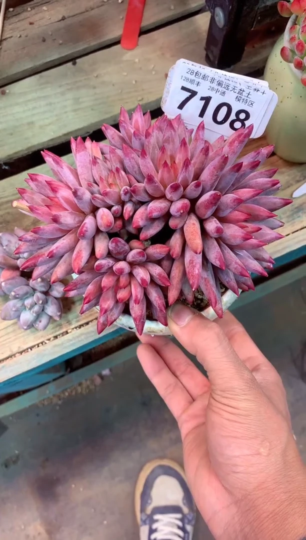 羽毛虞7108（一物一拍，精品多肉，w所见即所得