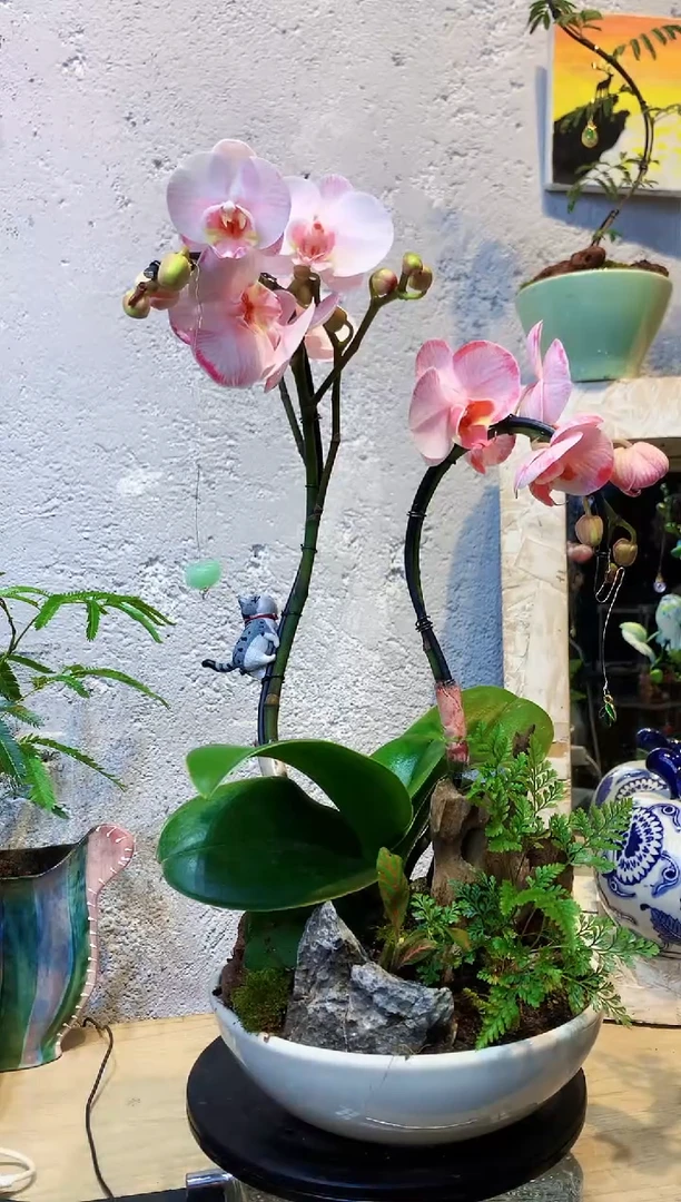 大部分花苞少量开放1植物杂货店，来淘宝吧