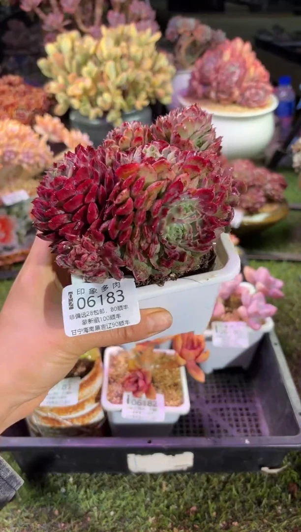 【闪购商品】06183