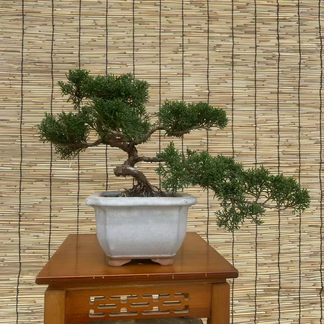 济州真柏盆景老桩微型植物室内庭院四季常青好养景观盆栽