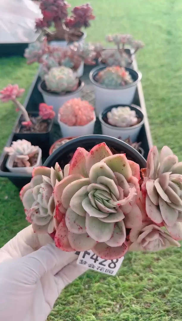 【闪购商品】梦会多肉一物一拍