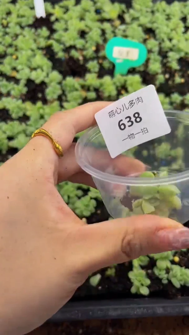 638多肉植物多肉植物