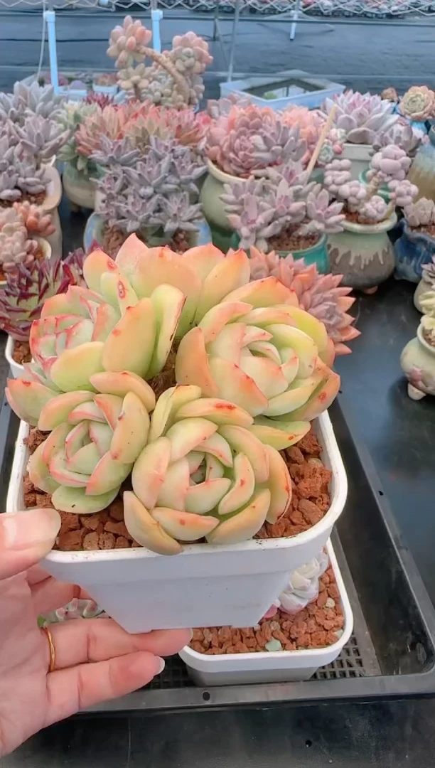 【闪购商品】7557晨露