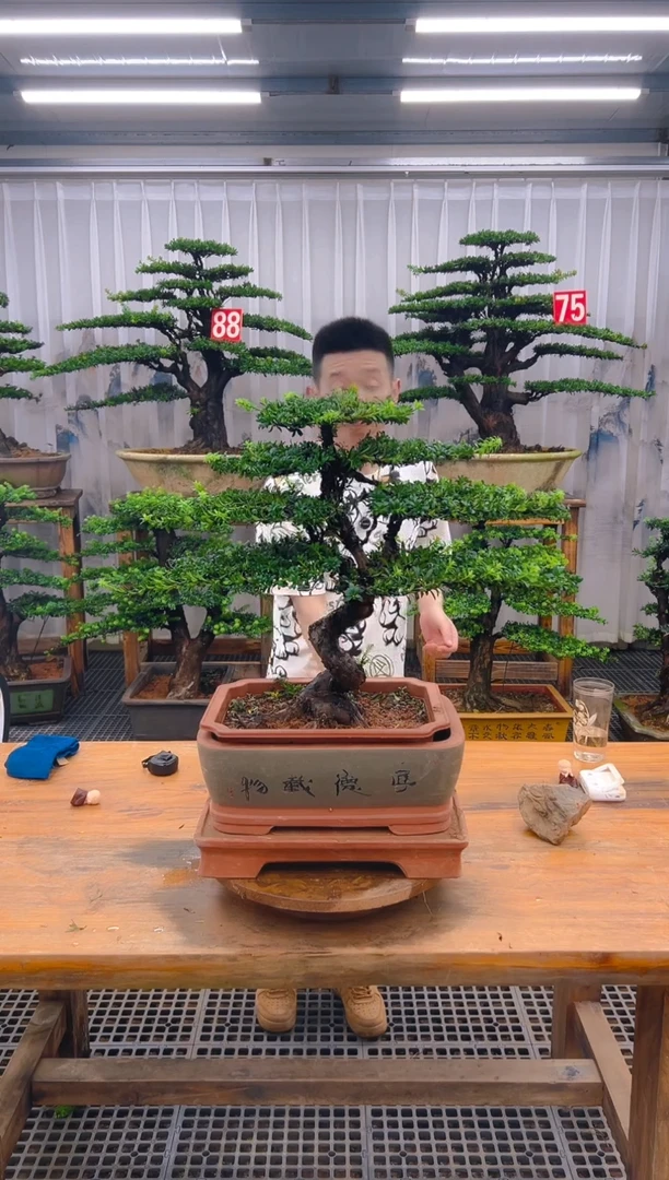 无花朵精品盆景直播间一物一拍