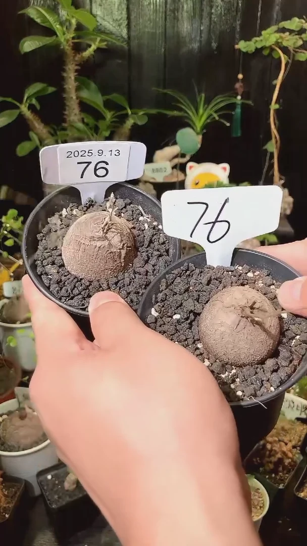 77号913福利南非龟甲龙买1个送1个