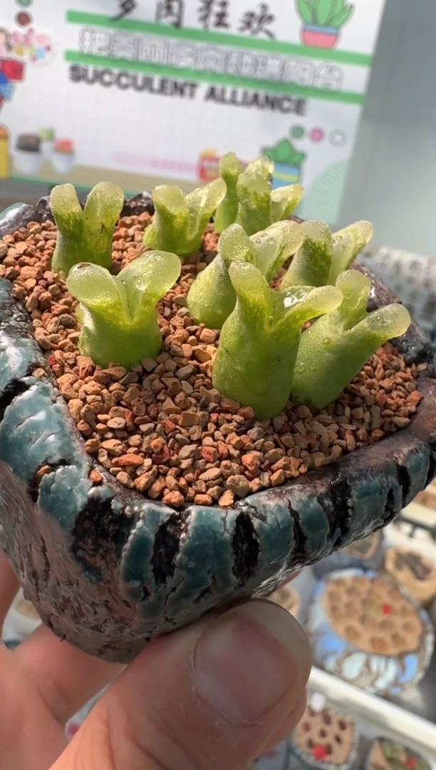 241多肉植物肉锥冰满满一颗