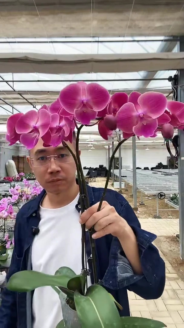 完全开放全开放瑕疵俏皮2棵