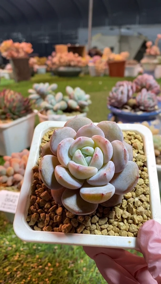 【闪购商品】0644a