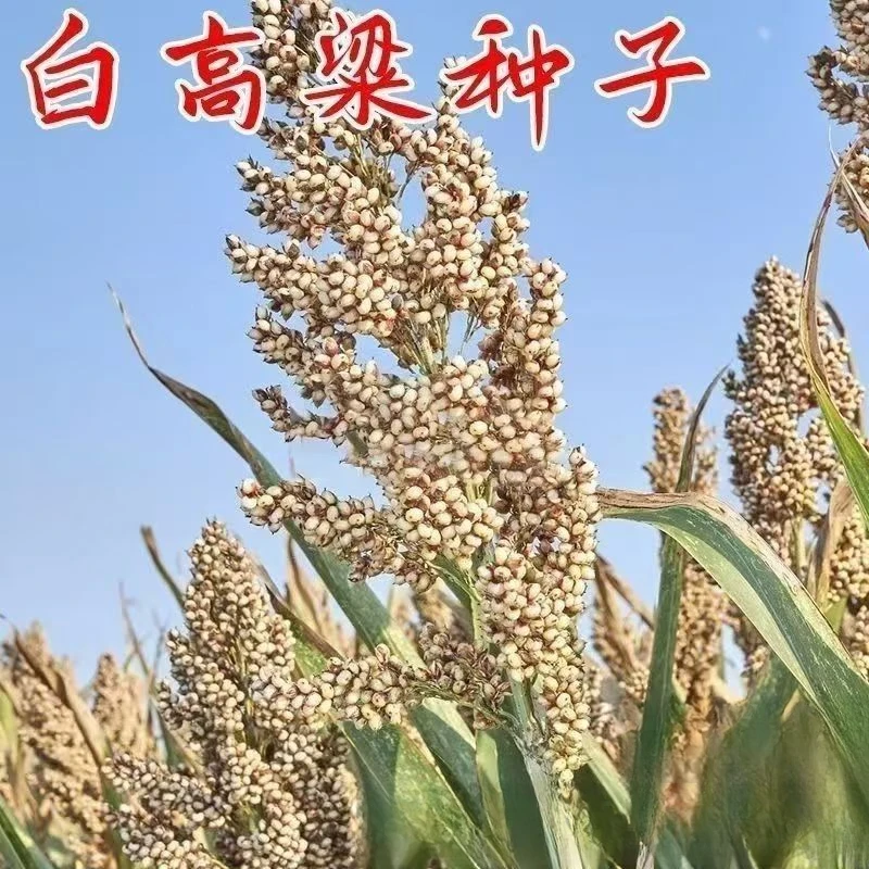 【白高粱种子】酒高粱籽杂粮种子畜牲饲料种