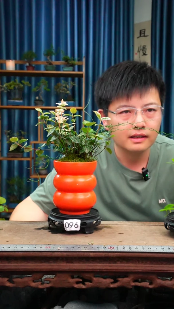 无花朵苔藓微景观096号