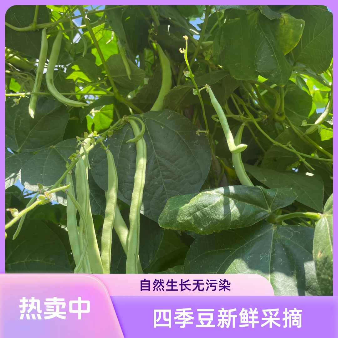 四川米易农家四季豆露天种植新鲜豆角当季蔬菜