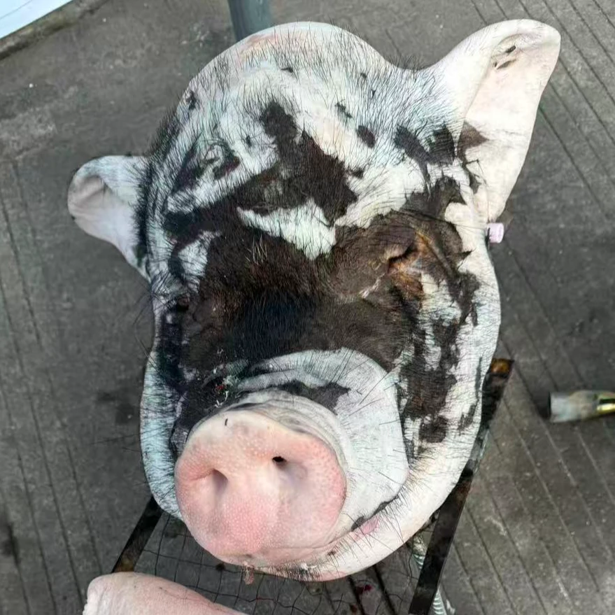 黑水虻散养土猪头肉  猪脚【直播现场称重一称一拍】顺丰冷链包邮