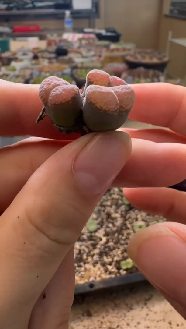 7-29多肉植物肉锥