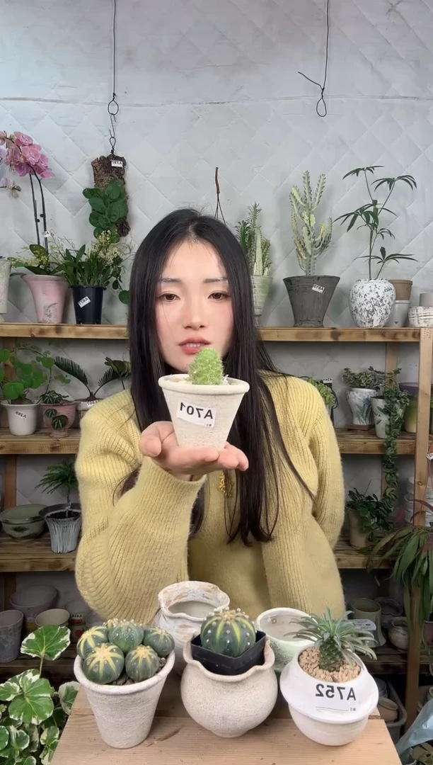 无花朵701盆子0000