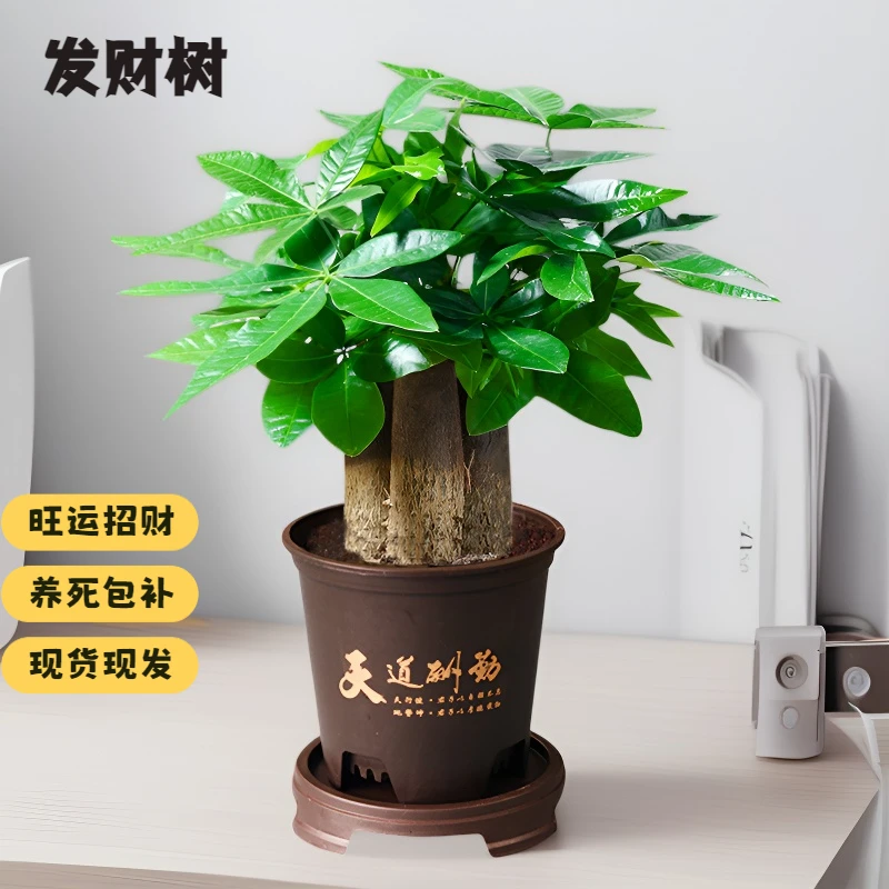 三杆发财树花卉绿植物办公室内文竹水培发财树好养桌面摆件小盆栽
