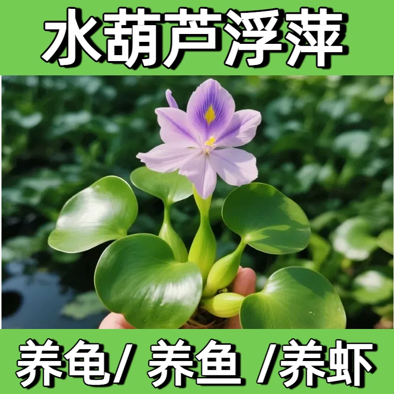 鱼缸水培植物水上浮萍水草鱼池水葫芦乌龟净化水质一叶莲鱼塘造景