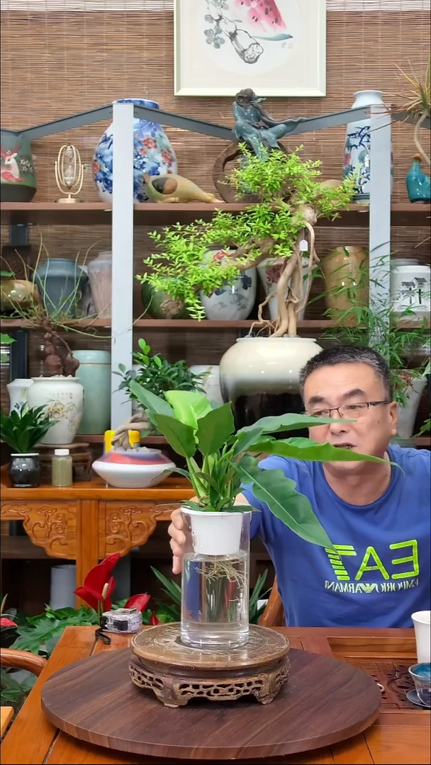 无花朵森*歌水之韵水培飓风蔓绿绒