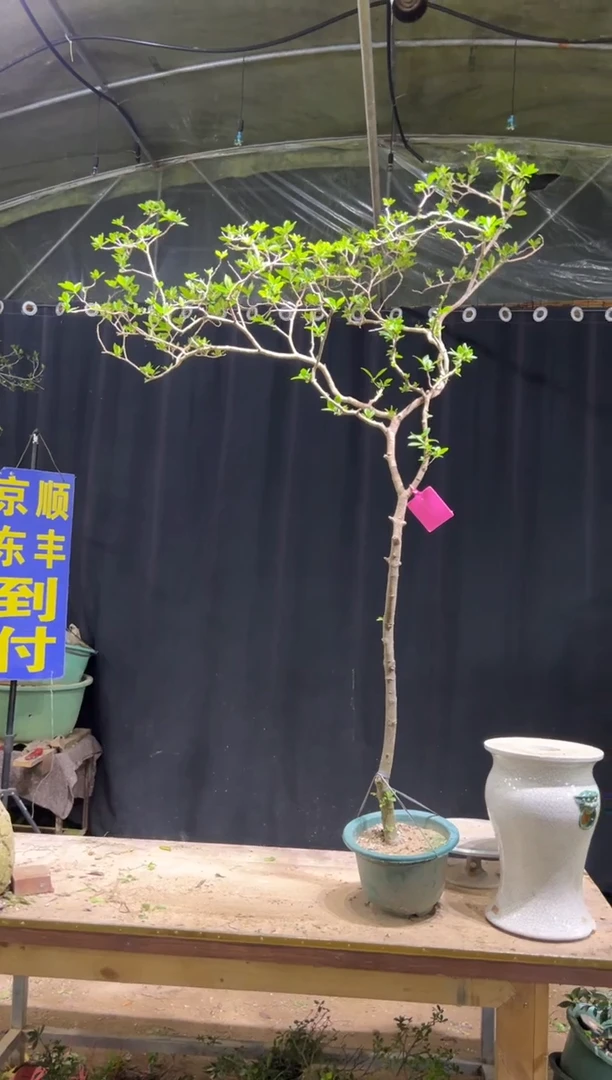当前无花栽培后可以开花让**飞海岛栀子花