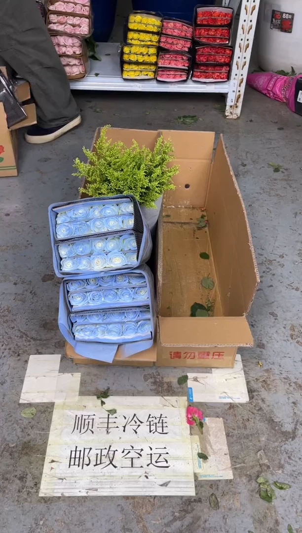 碎冰蓝2扎+黄莺