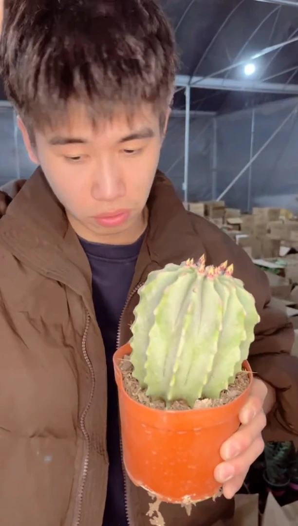 【闪购商品】8-10cm 无刺王冠龙