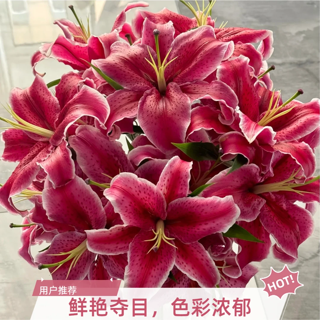 【黑美人单瓣】百合全店2单顺丰冷链包邮家居鲜花养护