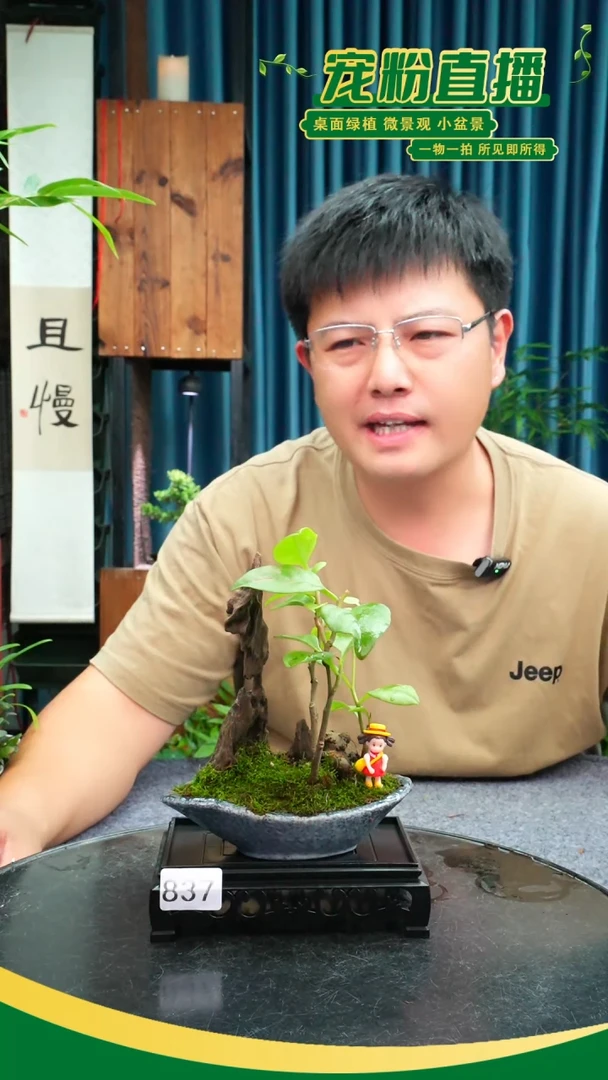 无花朵小*苔藓微景观837号