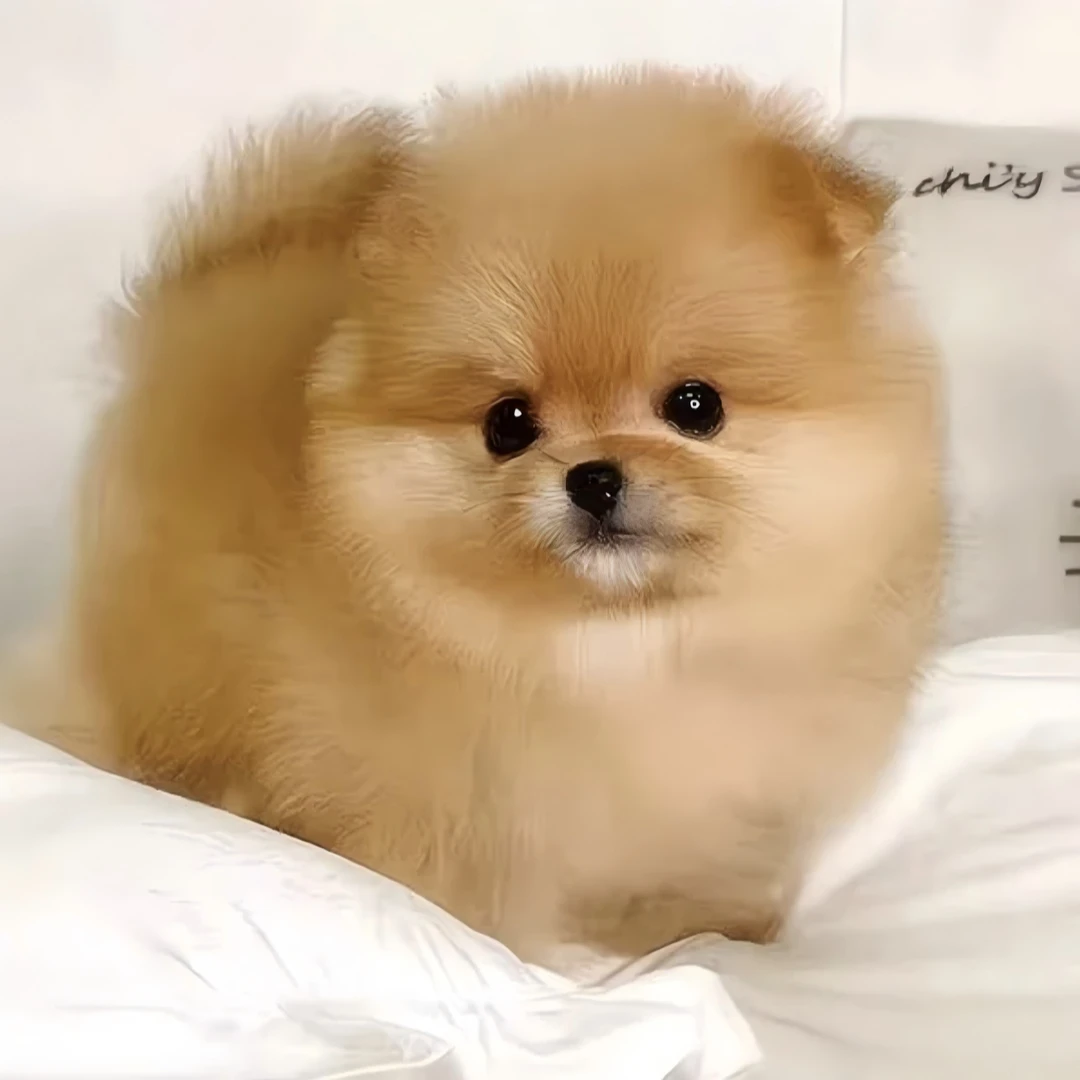 w博美幼犬俊介茶杯犬可爱田犬比熊小型犬袖珍宠物狗狗活物长不大