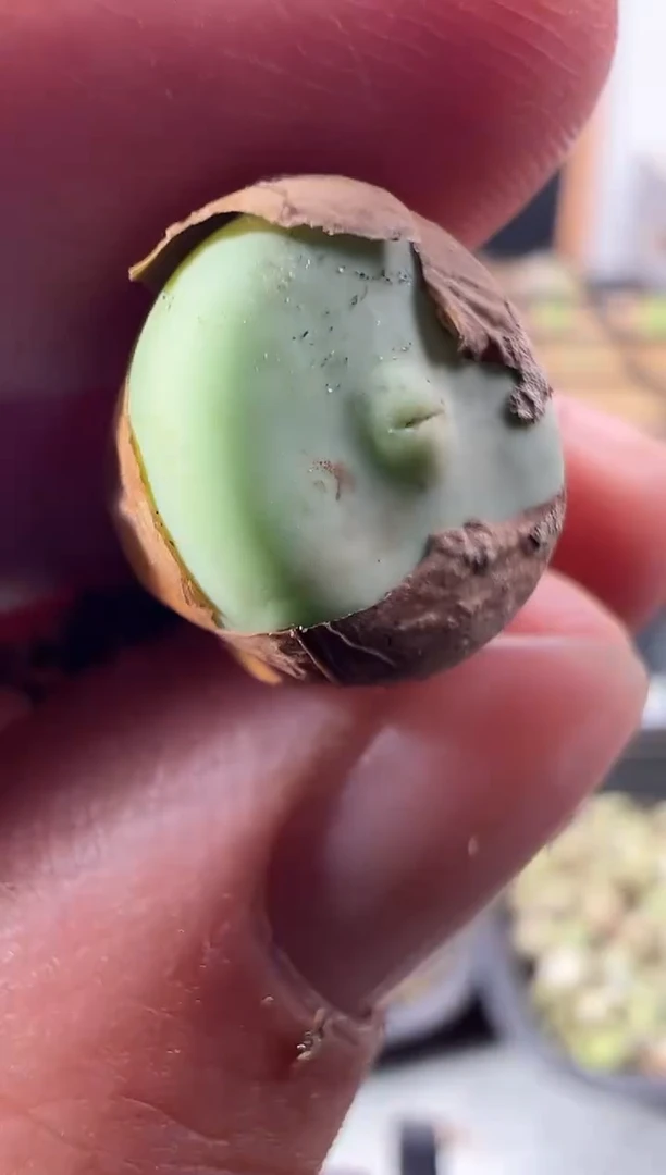 一物一拍         256