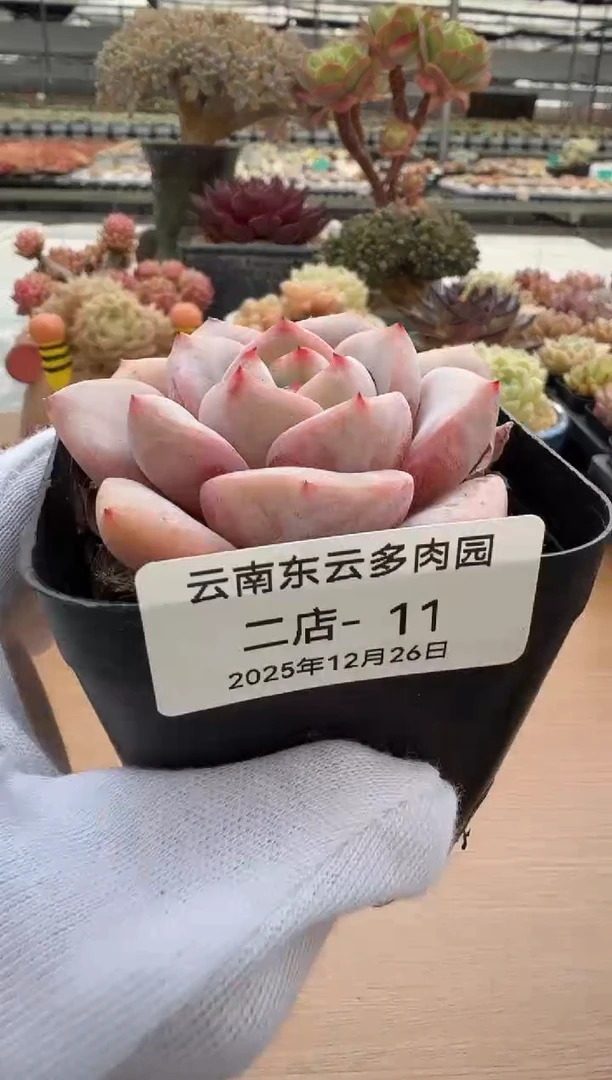 东云多肉园二店-11