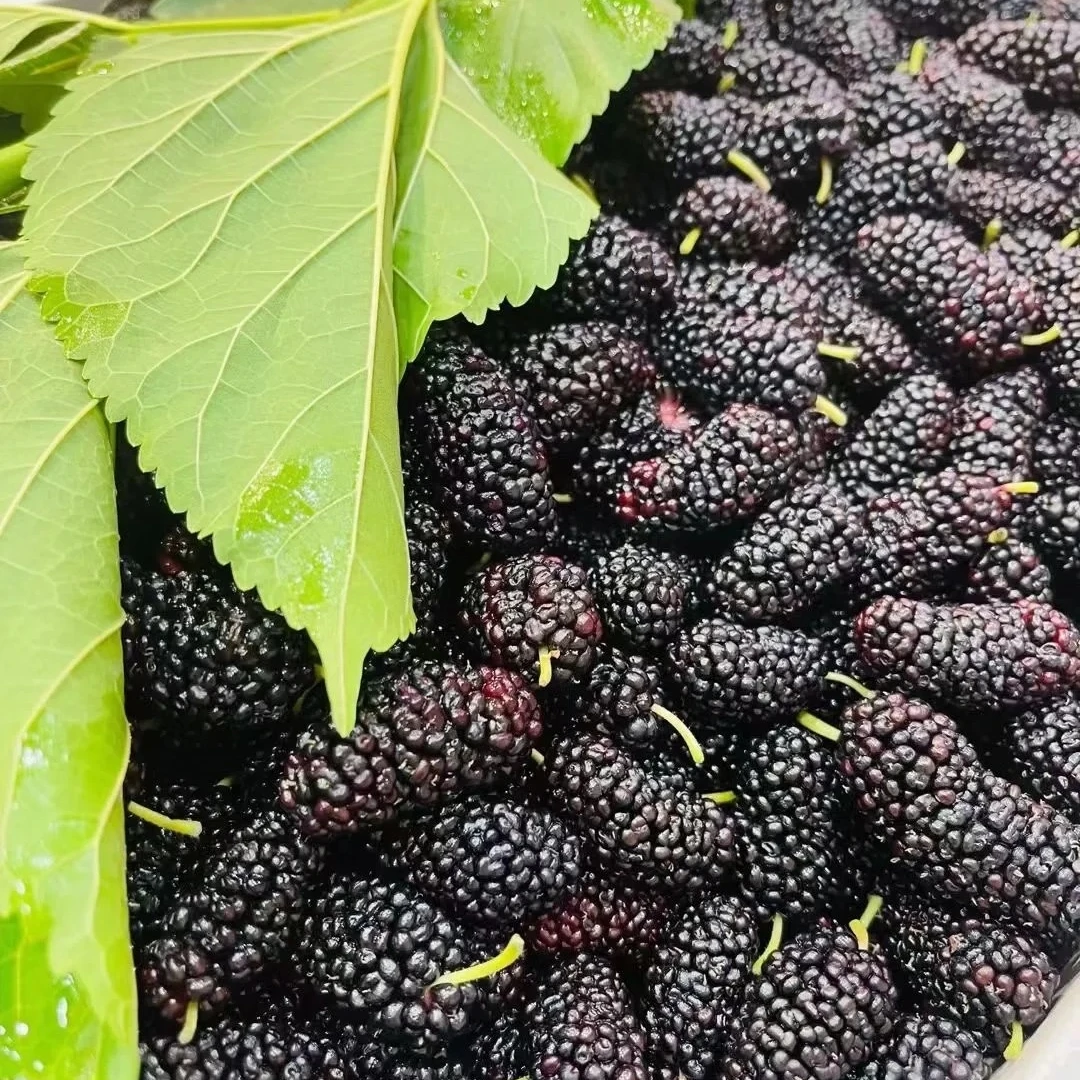 【新鲜桑葚】1盒 民间俗语“桑葚赛人参” 春天必吃品